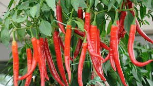 Cabe